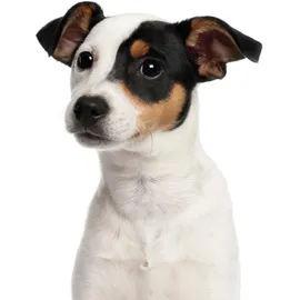 YOUNIKAT Fensterbild Jack Russell Terrier I beidseitig bedruckt I 24,6 x 18,6 cm I wiederverwendbar I statisch haftend I dv1322