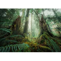 Ravensburger Erwachsenenpuzzle 1000 Teile - Faszinierender Wald