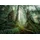 Ravensburger Erwachsenenpuzzle 1000 Teile - Faszinierender Wald