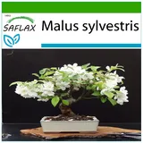 Saflax - Bonsai - Malus sylvestris