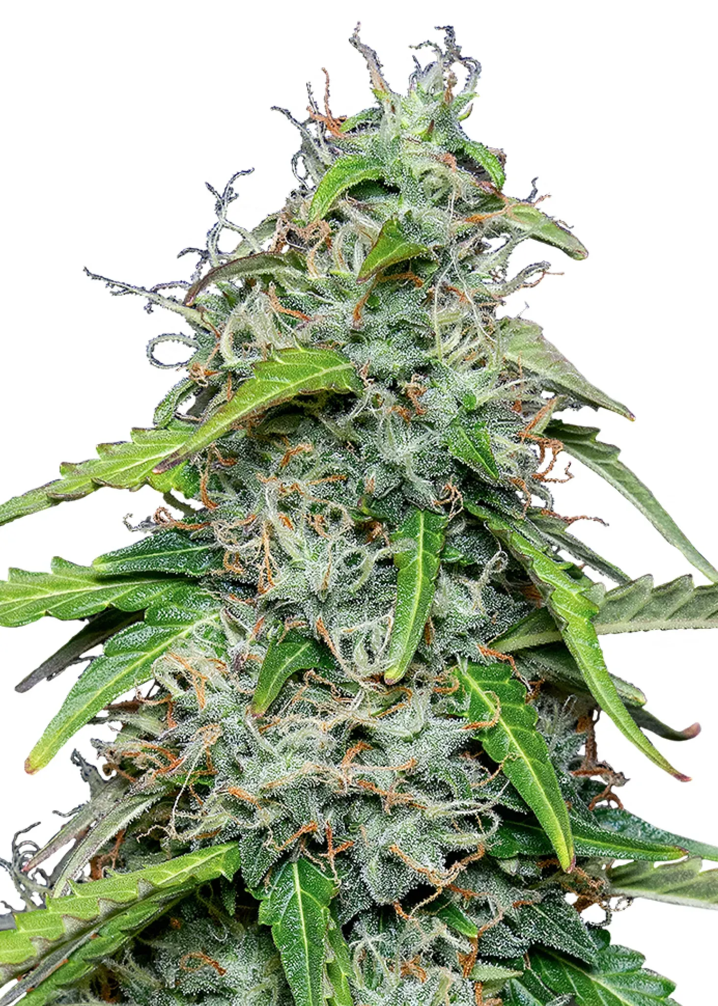 Royal Queen Seeds Royal Gorilla Auto 1 Samen