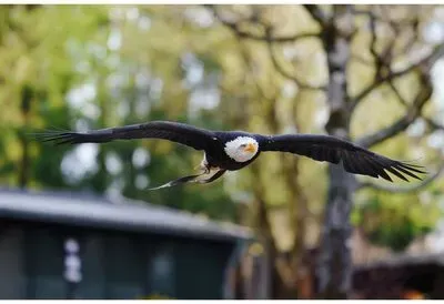 FKA The Choice for WILDLIFE - Greifvögel und Wildtiere in Hellenthal 07.03.25