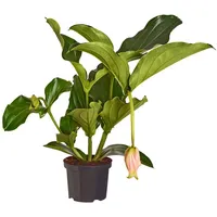 Dehner Medinille, Medinilla magnifica, Zartrosa, Rosa