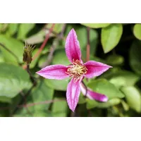 Pflanzen Für Dich Clematis texensis 'Duchess of Albany' 2L