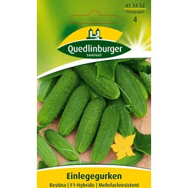 Quedlinburger Einlegegurke Restina F1