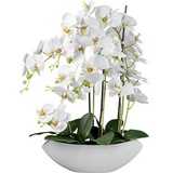 creativ-green Phalaenopsis, in Keramikschale, 63 cm,