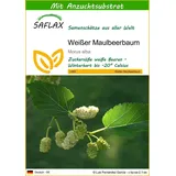 SAFLAX - Weißer Maulbeerbaum - 200 Samen - Mit keimfreiem Anzuchtsubstrat - Morus alba