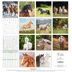 ALPHA Bildkalender Pferde 160303 30x30cm