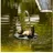 esotec Wasserspeier Treibender Frosch auf Seerosenblatt