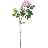 Europalms Pfingstrosenzweig Premium, pink, 100cm