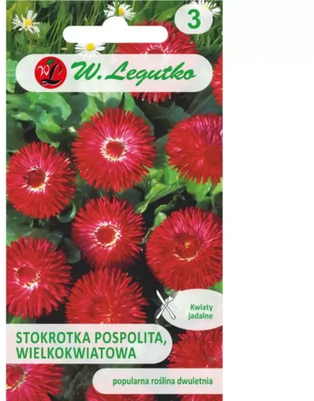 Großblütiges Gänseblümchen „Gracja“ – rot