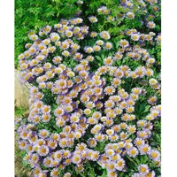 Pflanzen Für Dich Erigeron glaucus, Strand-Berufkraut, ca. 9x9 cm