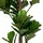 House Nordic House Nordic, Kunstpflanzen, Fiddle 190 cm,