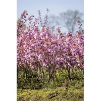 Pflanzen Für Dich Prunus serrulata Kanzan Japanische Blütenkirsche, rosa,