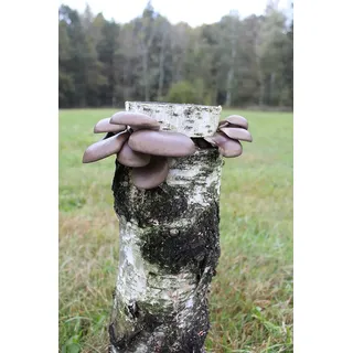 Bio Austernpilz Baumstamm