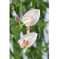 Pflanzen Für Dich Cytisus scoparius Moyclare Pink', 40–50 cm