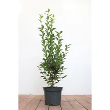 PlantaPro Ligustrum ovalifolium 80–100 cm – Winterhart, Mehrjährig, Pflegeleicht – Ovalblättriger Liguster – Heckenpflanze für Garten & Sichtschutz
