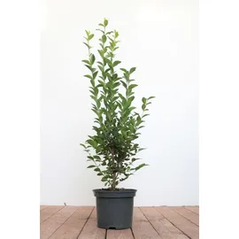 PlantaPro Ligustrum ovalifolium 80–100 cm – Winterhart, Mehrjährig, Pflegeleicht – Ovalblättriger Liguster – Heckenpflanze für Garten & Sichtschutz