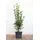 PlantaPro Ligustrum ovalifolium 80–100 cm – Winterhart, Mehrjährig, Pflegeleicht – Ovalblättriger Liguster – Heckenpflanze für Garten & Sichtschutz