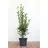 PlantaPro Ligustrum ovalifolium 80–100 cm – Winterhart, Mehrjährig, Pflegeleicht – Ovalblättriger Liguster – Heckenpflanze für Garten & Sichtschutz