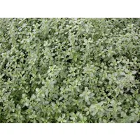 Pflanzen Für Dich Thymus x citriodorus 'Silver Queen', Zitronenthymian,