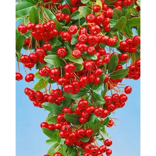 Pflanzen Für Dich Pyracantha 'Red Column', Feuerdorn, leuchtend rot, 80–100 cm