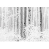KOMAR Fototapete Winter Wood 400 x 280 cm