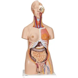 Luxus Torso Modell, mit weiblichen & männlichen Geschlechtsorganen, 24-teilig - ...