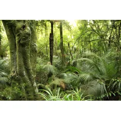 Fototapete PAPERMOON "TROPISCHER WALD-BAUM FARNE DSCHUNGEL SONNE WEG PFLANZE", bunt, B:2,50m L:1,86m, Vlies, Tapeten