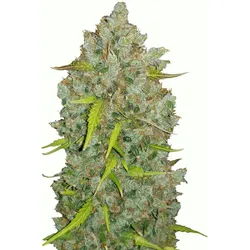 Bubblegum Auto | Autoflowering Hanfsamen von Fast Buds | 3 Hanfsamen