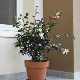 Euro3Plast Pflanzkübel Mitu Pac Ø 100 x 88 cm anthrazit