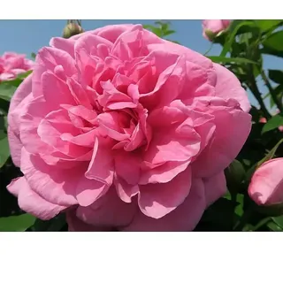 Strauchrose  (Rosa 'Gertrude Jekyll' -R-, Topfvolumen: 5,5 l, Kräftig Rosa)