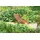 Garden Pleasure Sonnenliege 145 x 60 x 78 cm Braun