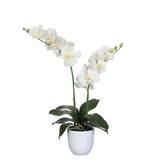 Mica Decorations Mica Kunstpflanze Phalaenopsis im Topf creme, 66 x 38 cm