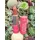 Terra Naturi Hydra Creamy Matte 403 Peach It! Lippenstift