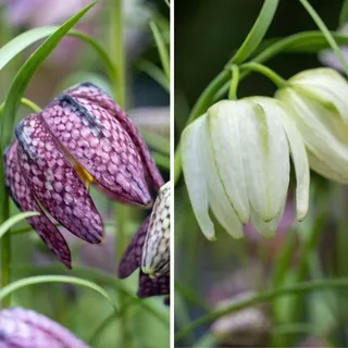 Plant in a Box - Kaiserkronen - 30 Stk - Fritillaria 'meleagris' - Blumenzwiebeln - Mehrfarbig