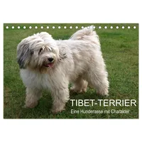 Calvendo Tibet-Terrier - Eine Hunderasse mit Charakter (Tischkalender 2026