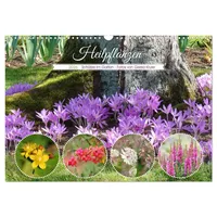 Calvendo Heilpflanzen - Schätze im Garten (Wandkalender 2026 DIN