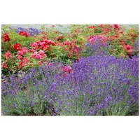 Pflanzen Für Dich Lavandula x intermedia Grosso Lavendel, ca.