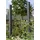 Plus Stahlspalier 90 x 180 cm Rostig