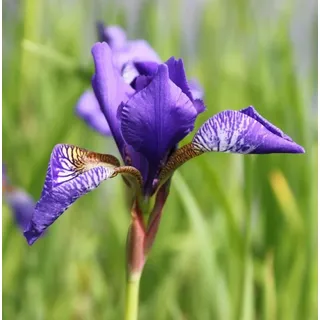 WASSERPFLANZEN WOLFF - Iris versicolor - Amerikanische Sumpfiris - Sumpfschwertlilie, blau - QUALITÄTSSTAUDE im 9er Topf - durchwurzelt