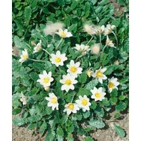 Pflanzen Für Dich Dryas x suendermannii Silberwurz, immergrün, ca.