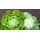 Bingenheimer Saatgut Kopfsalat Lucinde demeter
