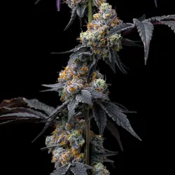 Barneys Farm Rainbow Sherbet Fem 3St.