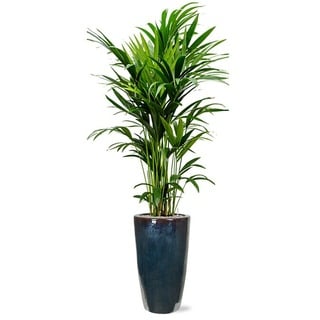 Zimmerpflanzen-Arrangement Grünpflanze in Vulkastrat  (Howea forsteriana, Plain, 36 x 215 cm)