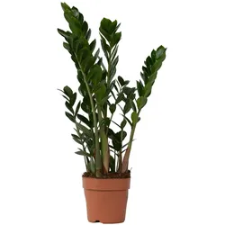 Plant in a Box Glücksfeder - Zamioculcas Zamiifolia Höhe 55-65cm