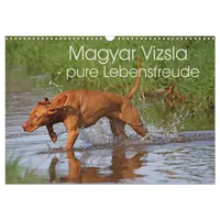 Calvendo Magyar Vizsla - pure Lebensfreude (Wandkalender 2026 DIN