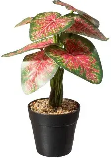 Gasper Caladium Pflanze x9 Bl. in Farbe Grün-Rot