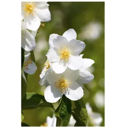 Philadelphus 'Erectus', Pfeifenstrauch, weiß, 40–60 cm