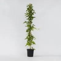 Plant in a Box - Passionsblume - Passiflora x